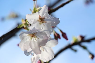 Close-up of white cherry blossom