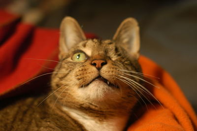 Close-up portrait of a cat