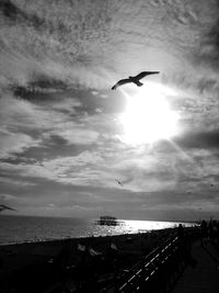 Silhouette of birds flying over sea