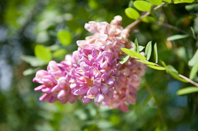 Close-up of pink flowers blooming outdoors