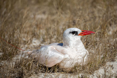 Close-up of a bird on field