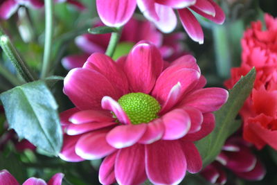 Close-up of flowers blooming outdoors