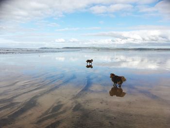 Dog on beach against sky