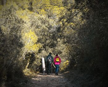 Rear view of hikers walking amidst trees in forest