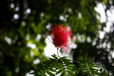 Close-up of red flowering plant against blurred background