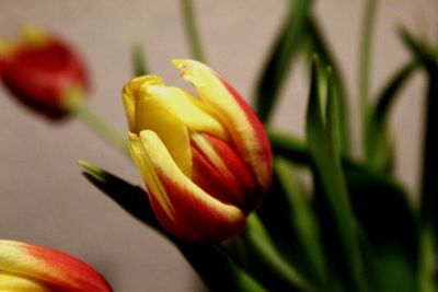 Close-up of red tulip