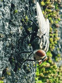 High angle view of food on tree trunk