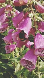 Close-up of pink flowers