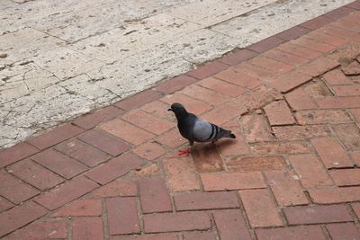 High angle view of bird perching on footpath