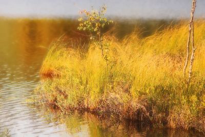 Scenic view of lake