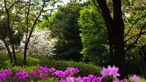 View of plants against trees