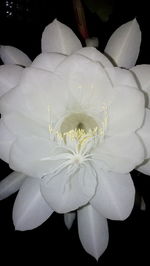 Close-up of white flower