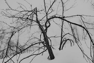 Low angle view of silhouette bare tree against clear sky