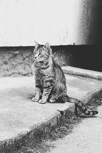 Cat sitting on a wall