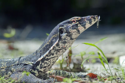 Close-up of lizard on land