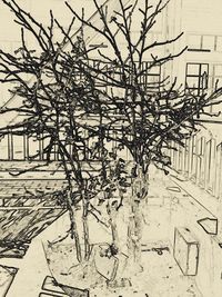 Bare trees in the dark
