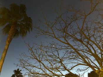 Low angle view of bare tree against sky