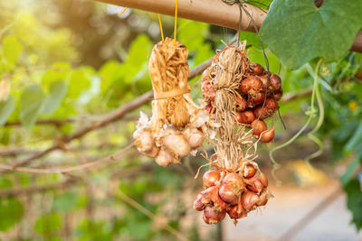 Close-up of berries on plant