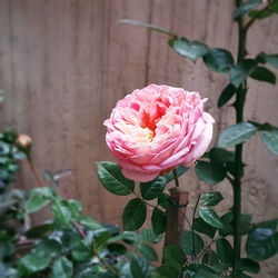 Close-up of pink rose blooming outdoors