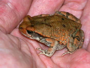 Close-up of frog on hand