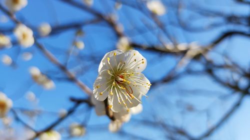 Close-up of white flower on branch