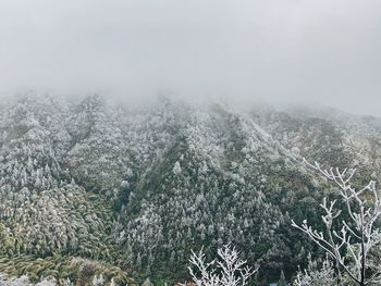 Pine trees in forest during foggy weather