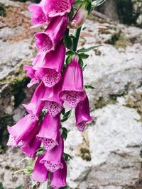 Close-up of pink rose flower