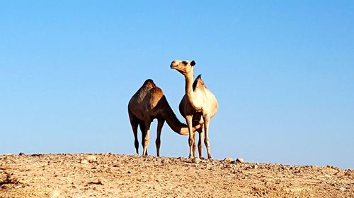 Low angle view of an animal against clear blue sky