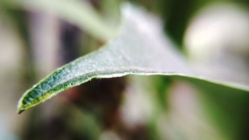 Close-up of green leaf