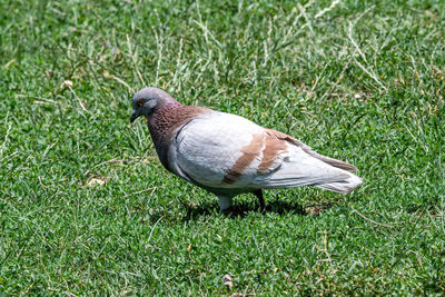 High angle view of bird on grass