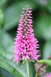 Close-up of pink flowering plant