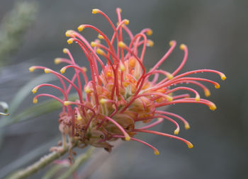 Close-up of red flower