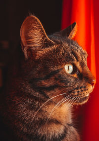 Close-up of cat looking away