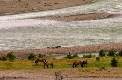 Horses grazing in a field