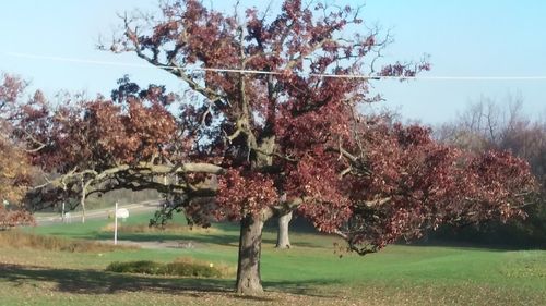 Trees on field against clear sky