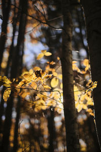 Golden leaves in the woods during the fall season