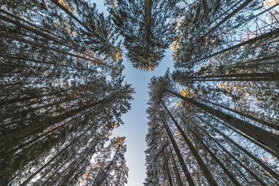 Low angle view of trees in forest against sky