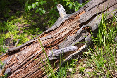 High angle view of driftwood on tree trunk in forest