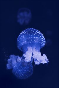 Close-up of jellyfish swimming in sea