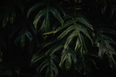 Close-up of palm tree at night