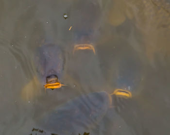 High angle view of fish swimming in lake