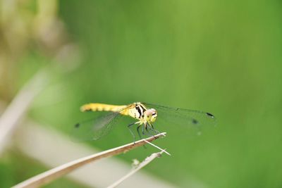 Close-up of insect on leaf