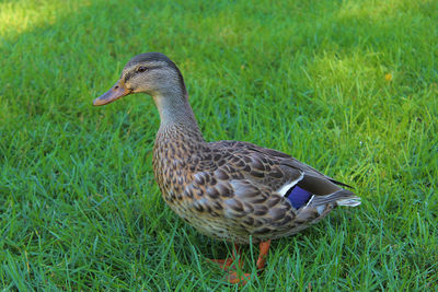 Side view of a mallard duck on field