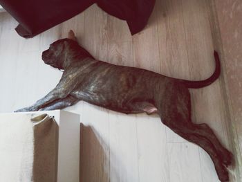 High angle view of dog at home