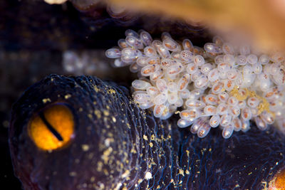 Close-up of jellyfish in sea