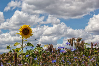 Close-up of sunflower on field against cloudy sky