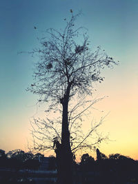 Low angle view of silhouette tree against sky during sunset