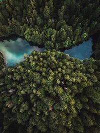 Aerial view of trees by lake in forest