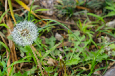 Close-up of dandelion flower on field