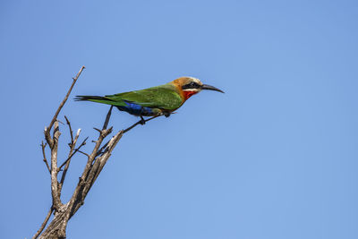 Low angle view of bird perching against clear blue sky